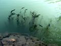 Algas y 'un peldaño de escalera' en el río