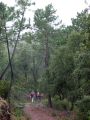 Seguimos atravesando un bosque de pinos