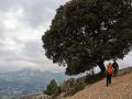 Una carrasca en el sendero