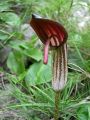Flor
