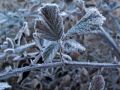 Cristales de hielo en una zarza
