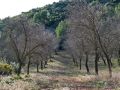 Atravesamos campos de almendros