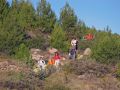 Tras el incendio empiezan a verse pinos