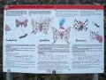 Las mariposas del Penyagolosa